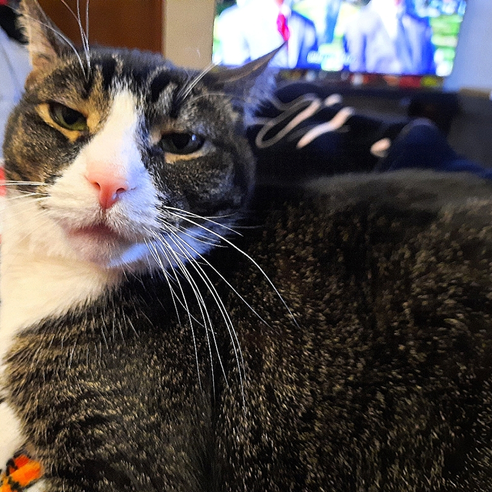 Meet your Posher, Amy